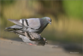 <p>HOLUB DOMÁCÍ (Columba livia f. domestica) /Domestic pigeon - Stadttaube/</p>